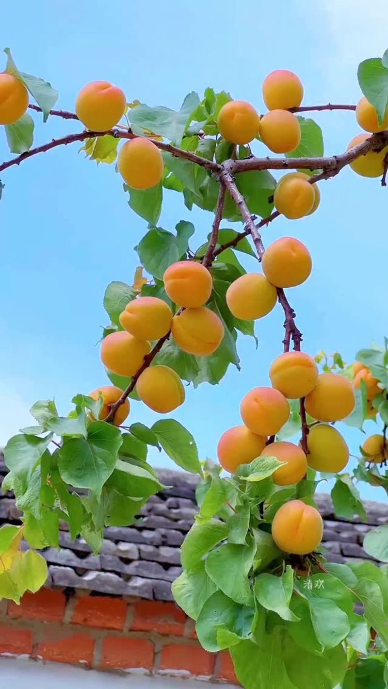 Apricot Trees: Early Season Stars