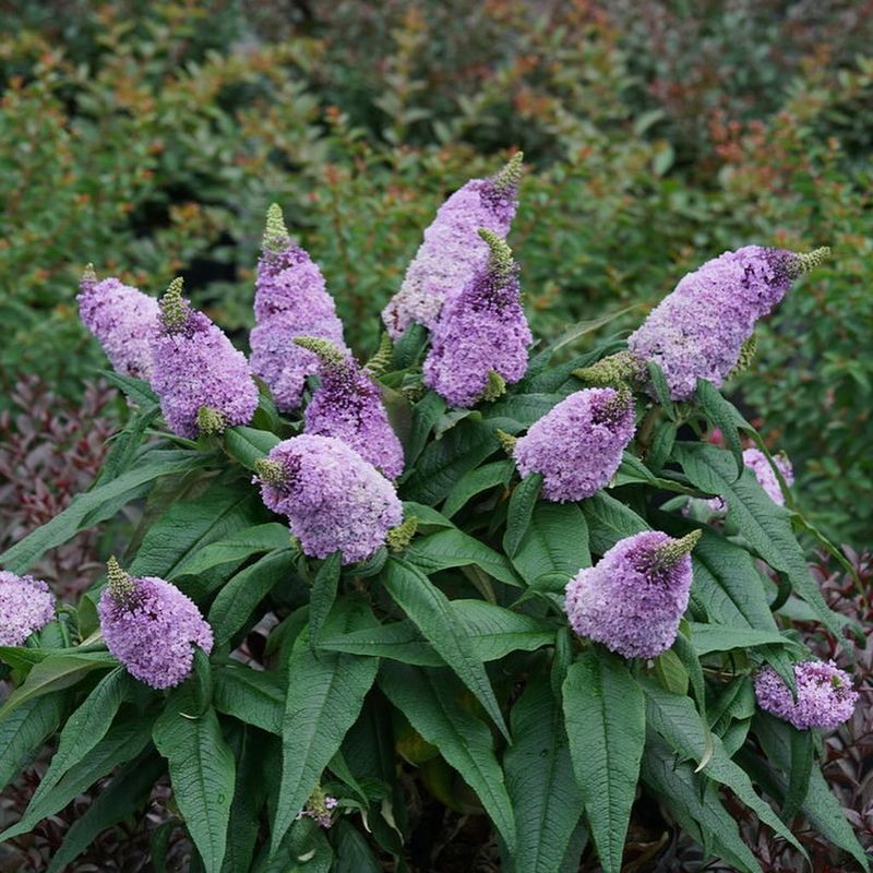 Deceptive Butterfly Bush