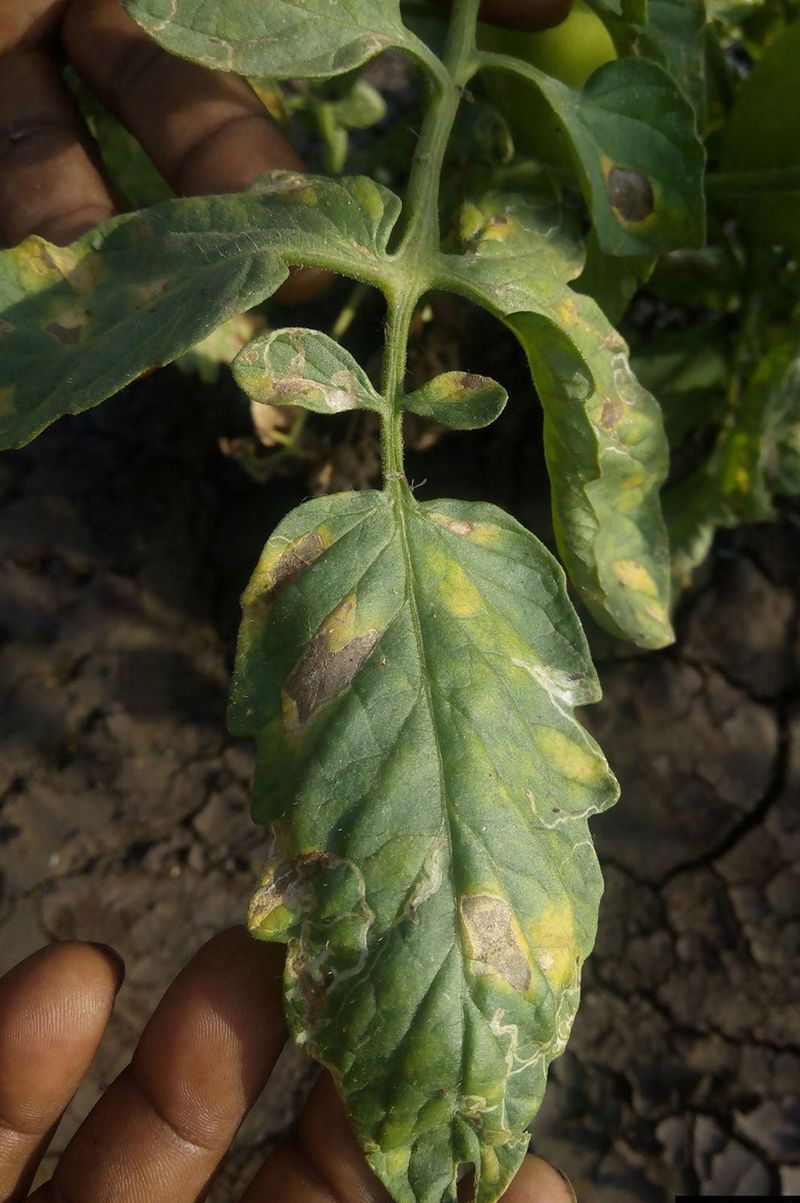 Fungal Diseases