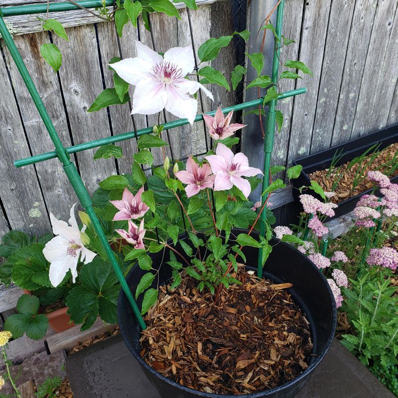 Competition From Other Plants