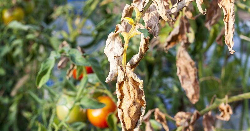 Fungal Diseases Attack Flower Stems