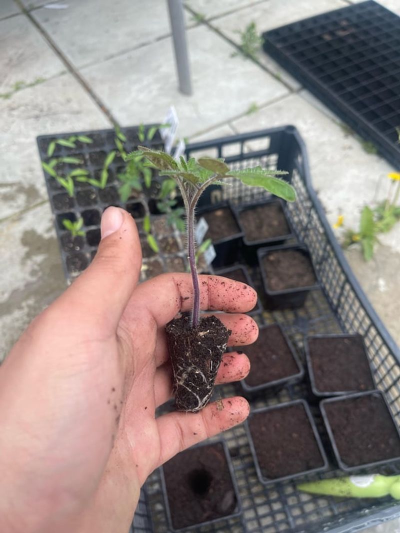 Wrong Planting Time