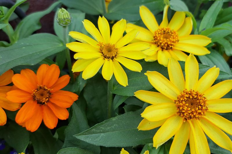 Disease Resistance