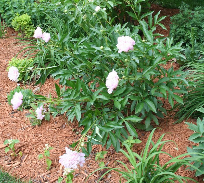 Inconsistent Watering