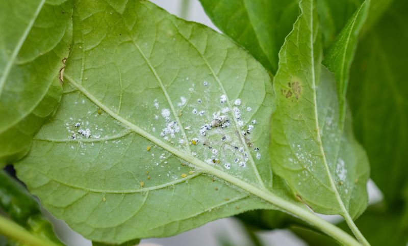 Common Pests to Watch For