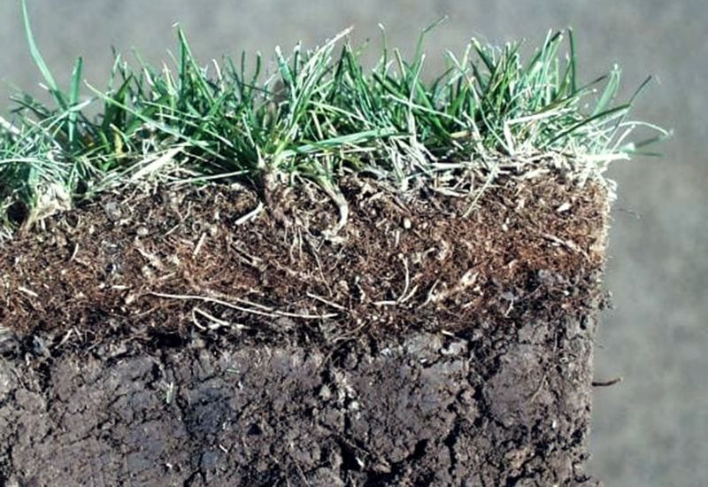 Excessive Thatch Buildup