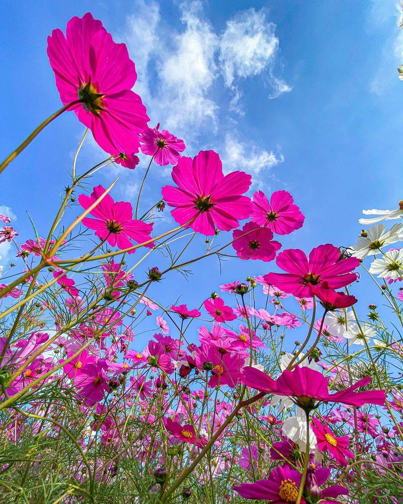 Cosmos