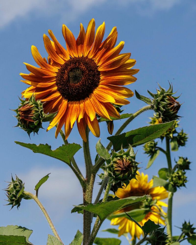 Sunflowers