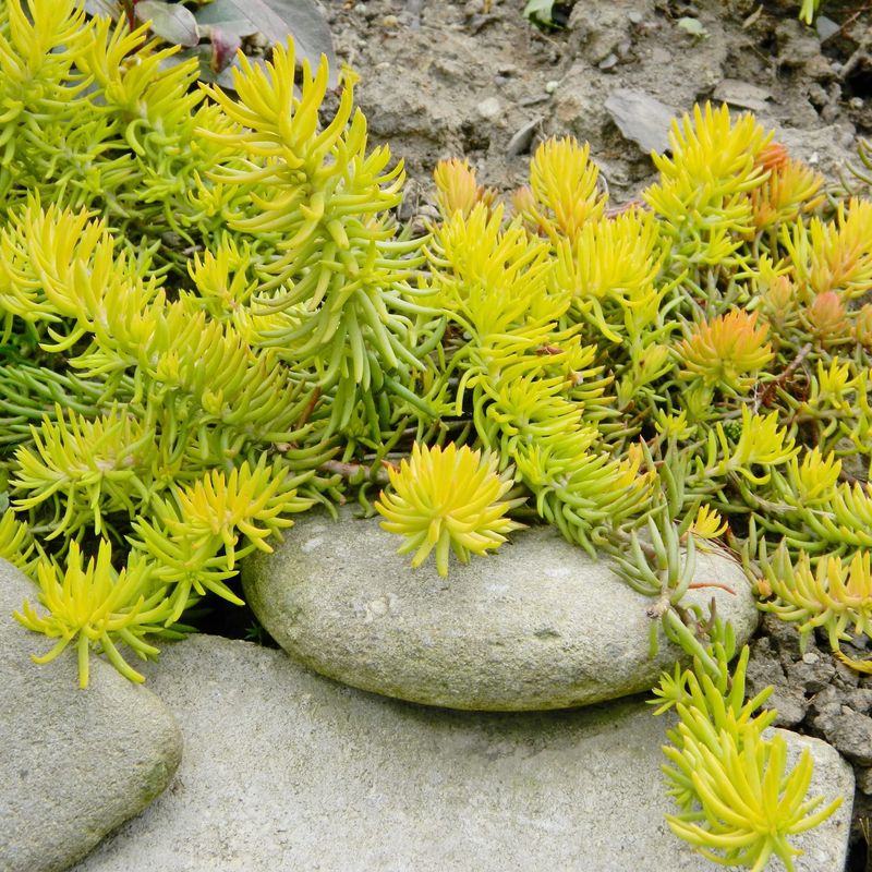 Sedum