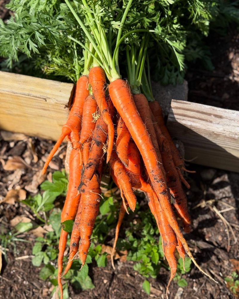 Carrots
