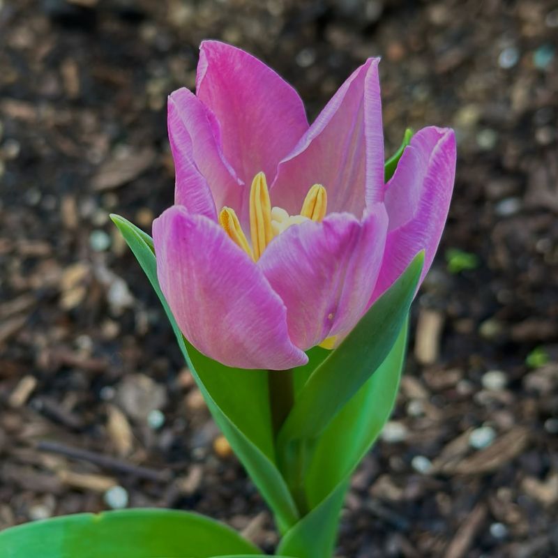 Tulips