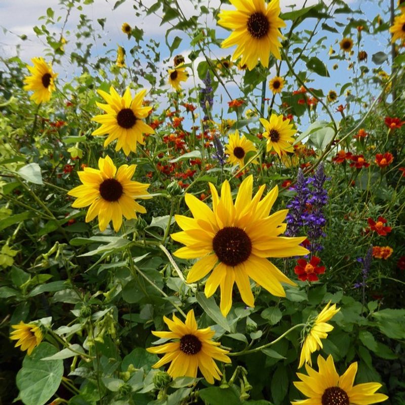 Sunflowers - Towering Summer Icons