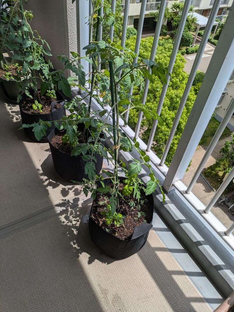 Tomatoes Turn Troublesome
