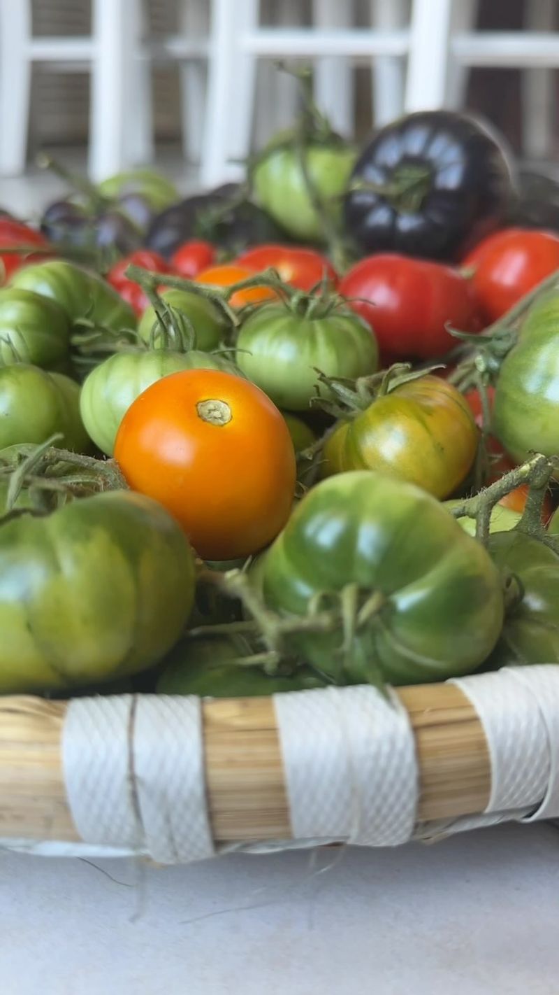 Tomatoes: Root-Bound Disasters