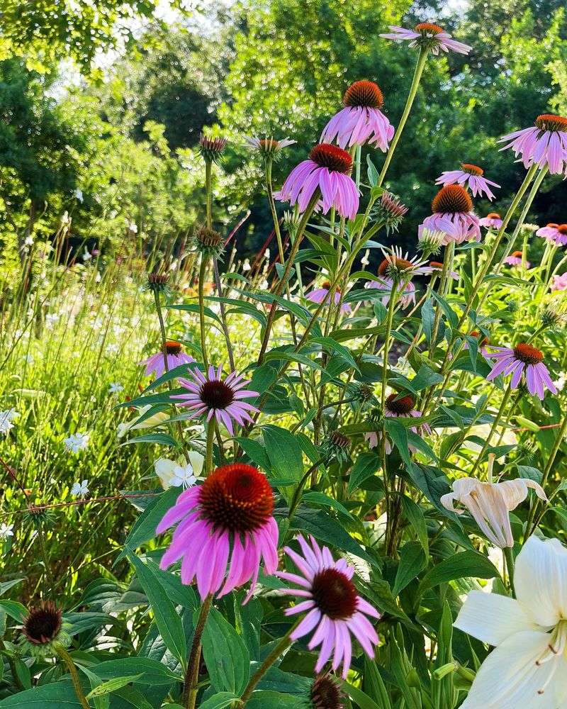 Echinacea (Coneflower)