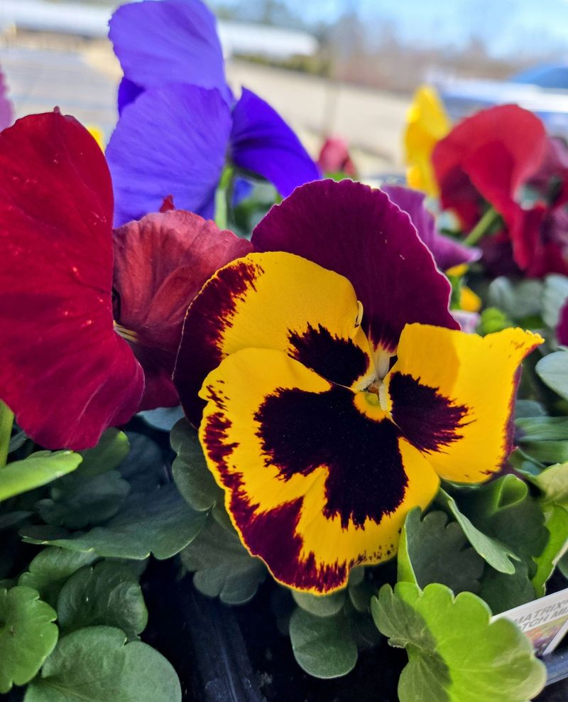 Pansies