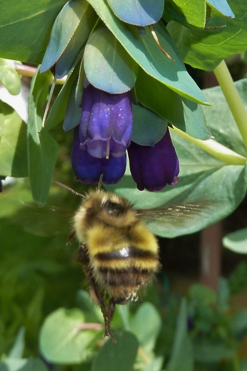 Cerinthe (Cerinthe major 'Purpurascens')