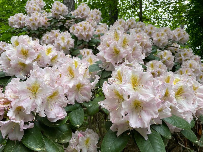 Rhododendron ‘Cunningham’s White’