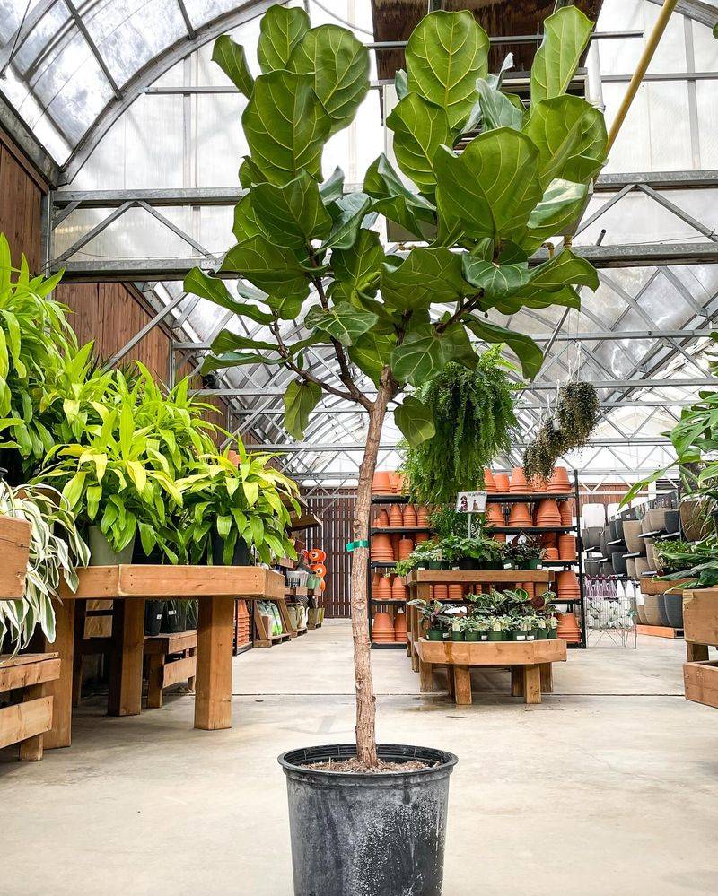 Fiddle Leaf Fig's Outdoor Confidence
