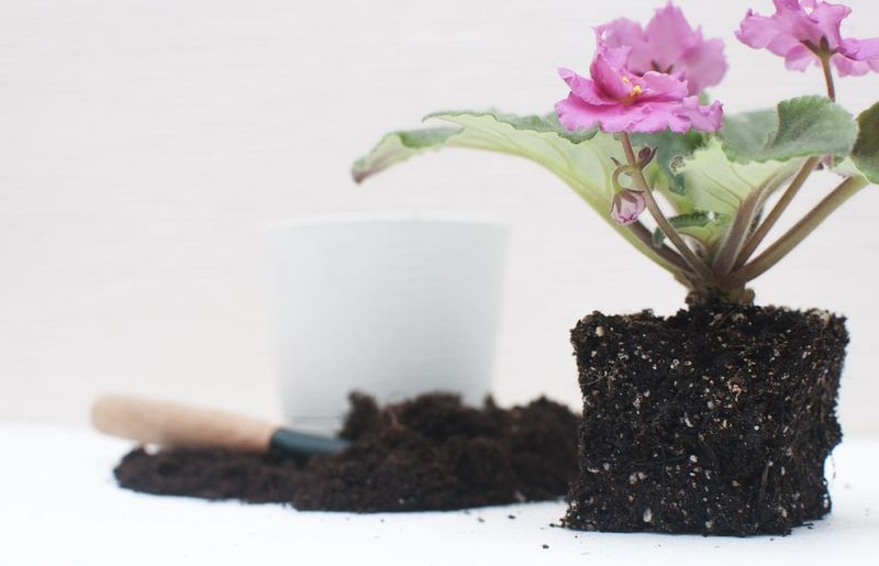 African Violet