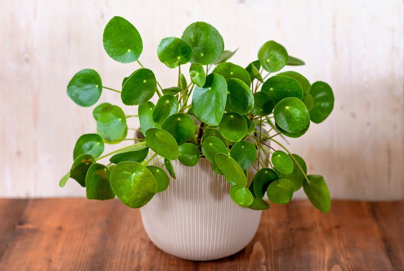 Money Plant (Pilea)