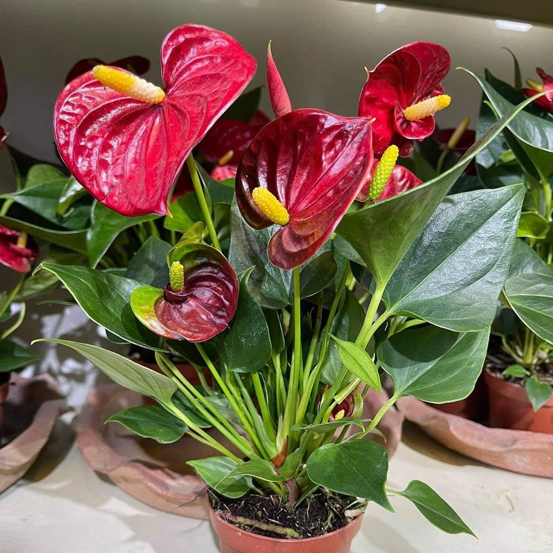 Anthurium