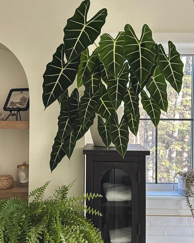 Elephant Ear 'Frydek'