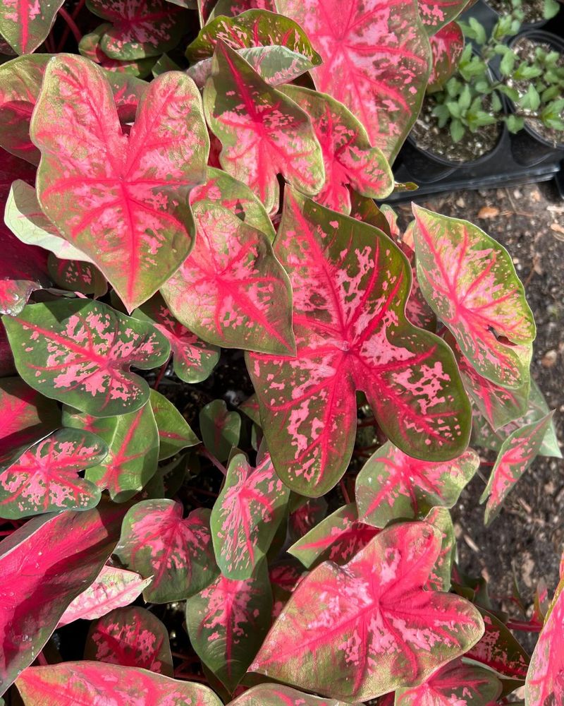 Caladium