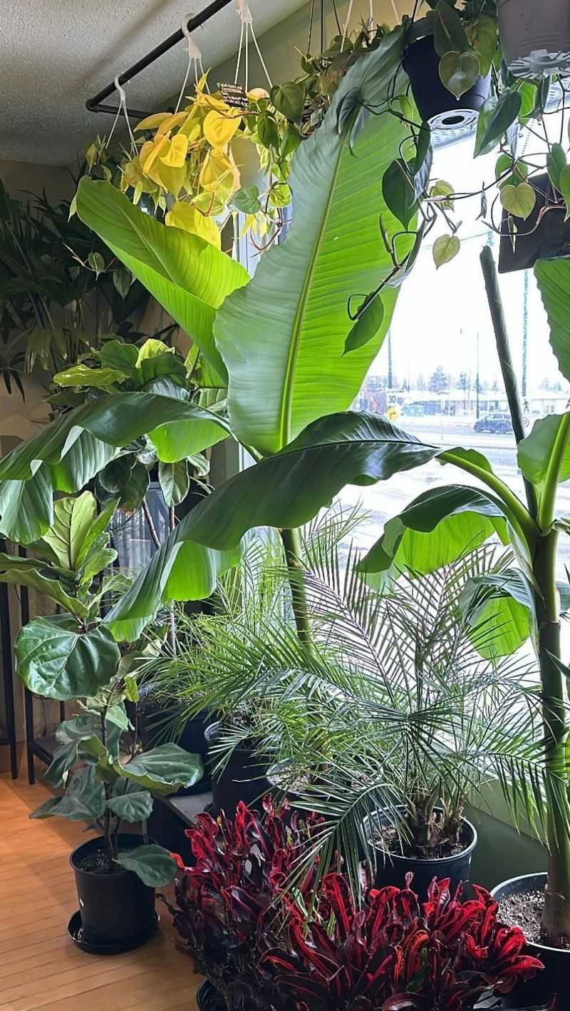 Banana Plant