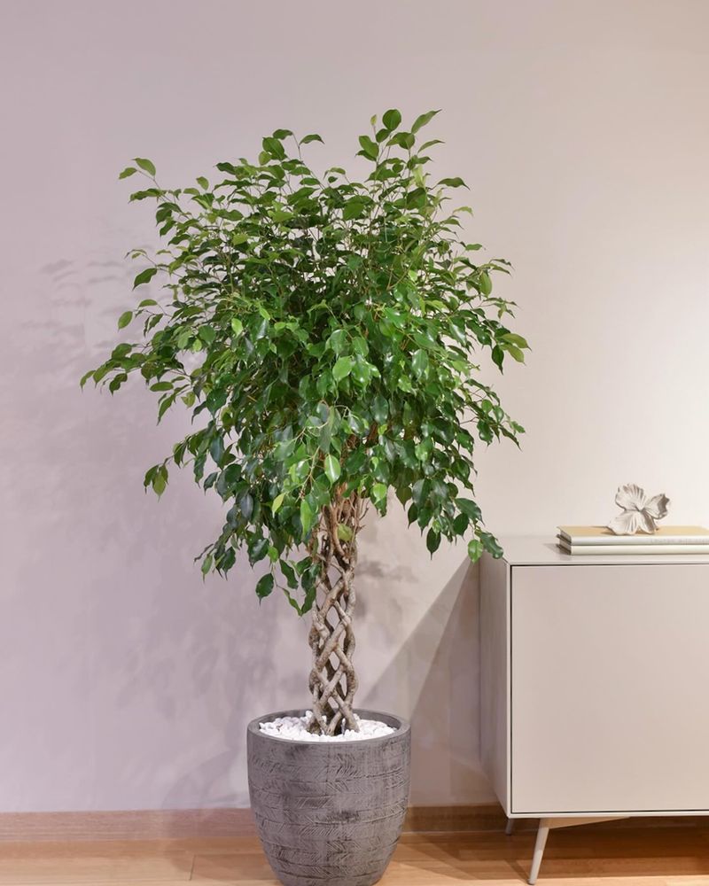 Ficus (Ficus benjamina)