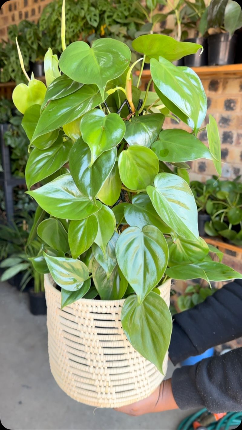 Philodendron: The Adaptable Classic