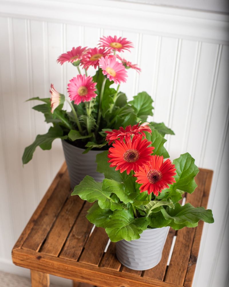 Gerbera Daisy: The Cheerful Purifier