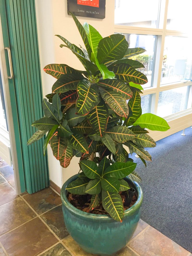 Croton: The Dust Collector