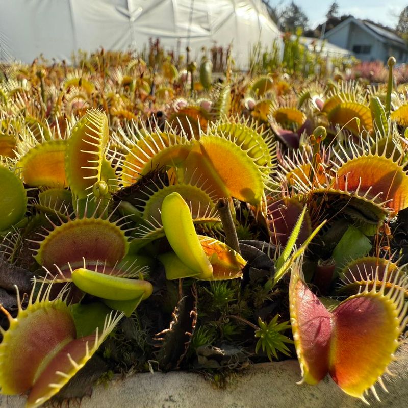 Carnivorous Plants