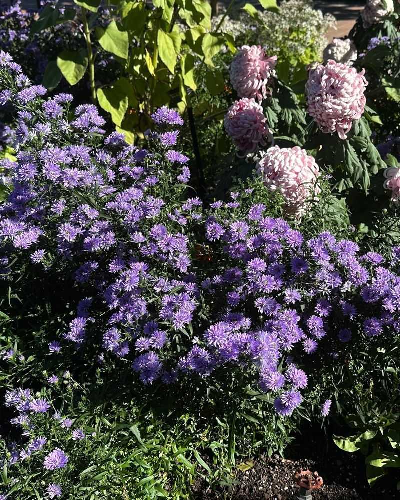 Asters