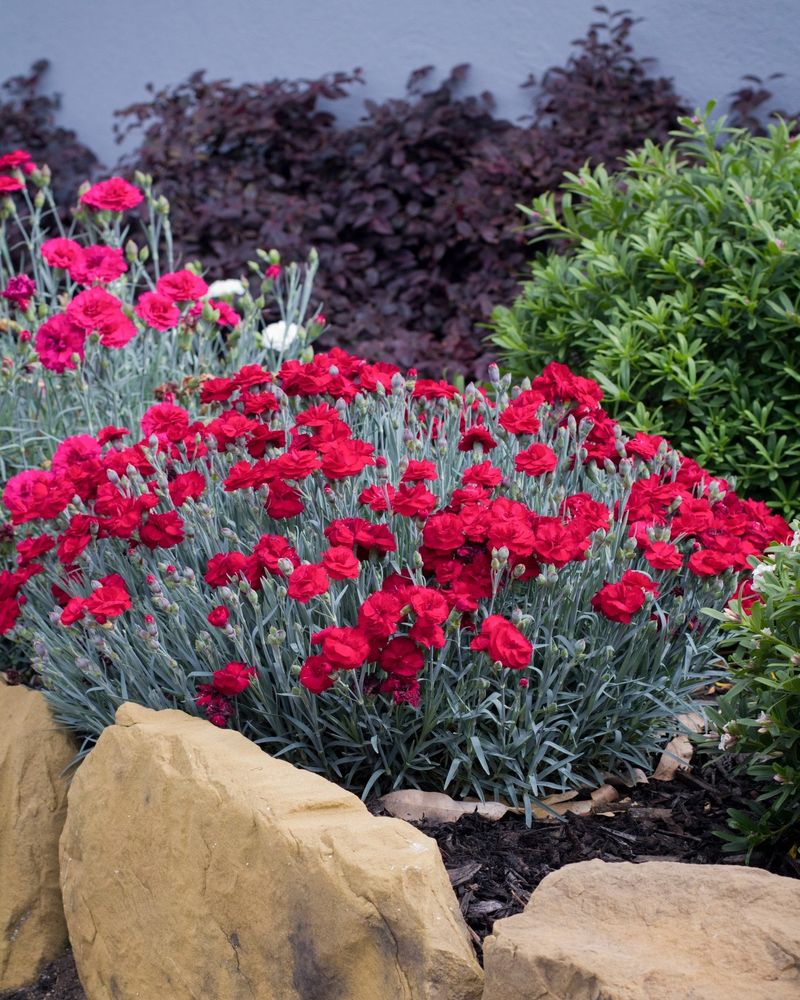 Dianthus: The Spicy Carnation Cousin