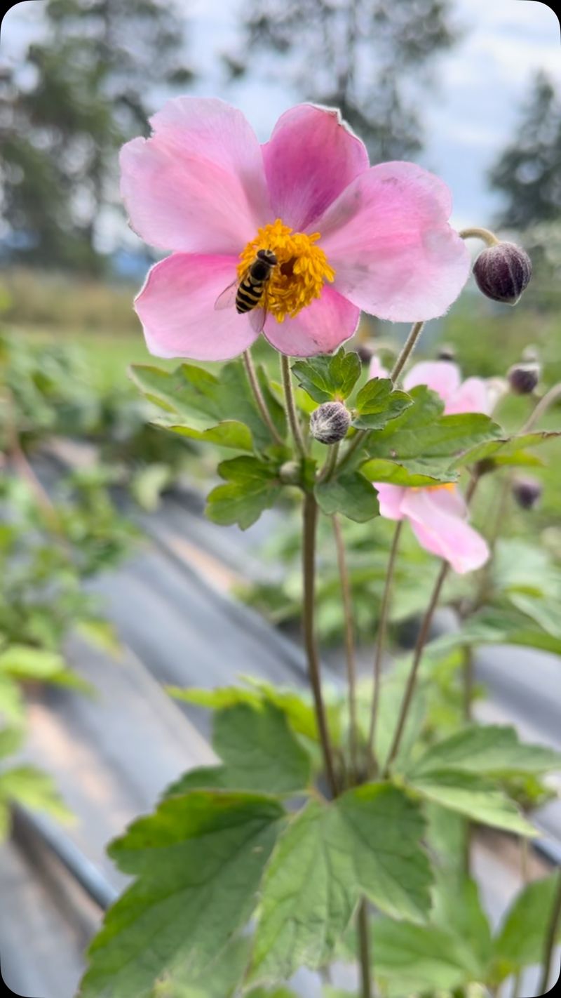Pink Japanese Anemone