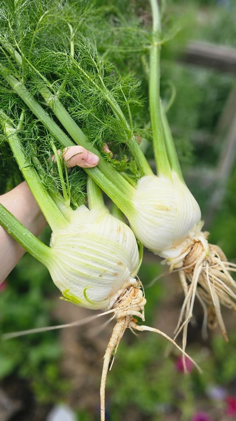 Fennel and Most Vegetables