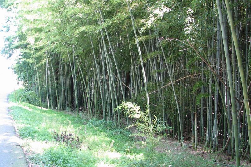 Bamboo: Unstoppable Invader