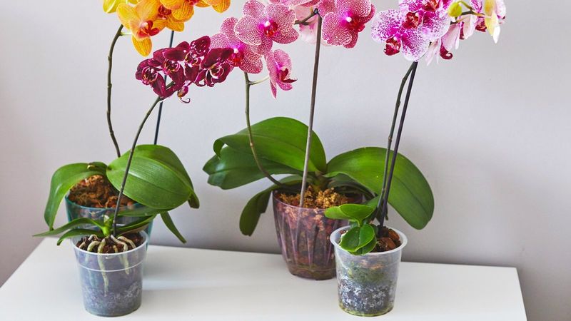 Inadequate Pot Size Or Type