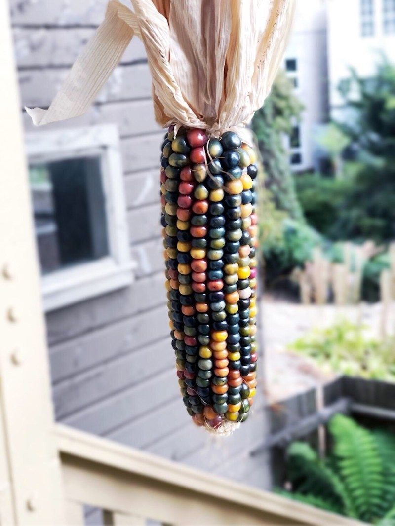 Glass Gem Corn