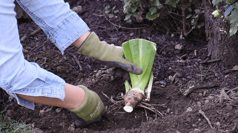 Master Proper Planting Depth