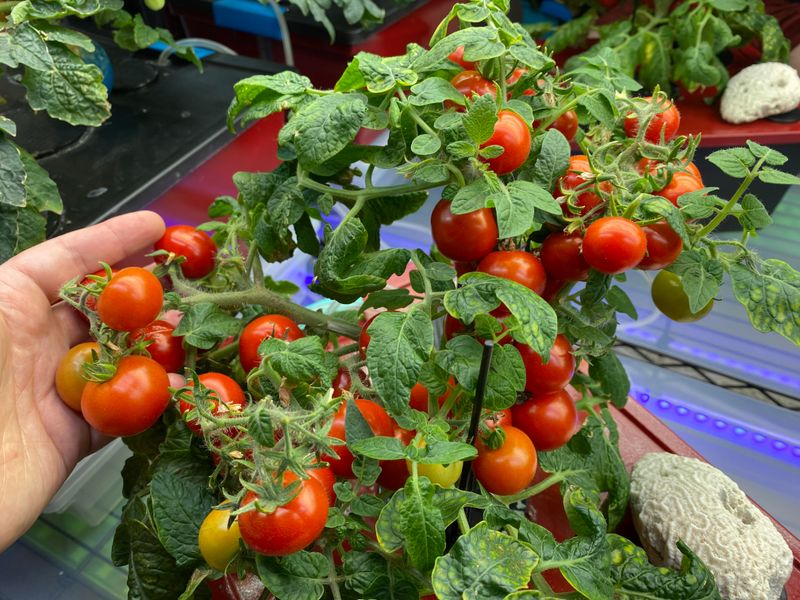 Choose Your Hydroponic System
