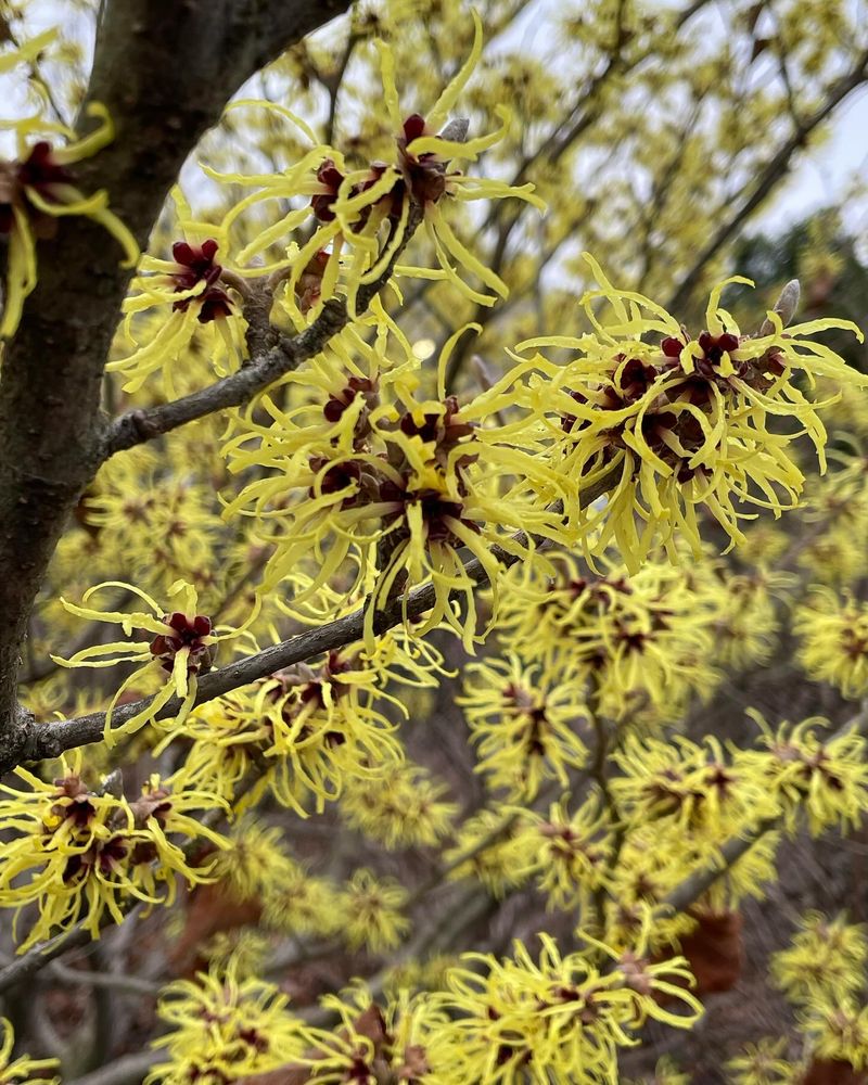 Witch Hazel