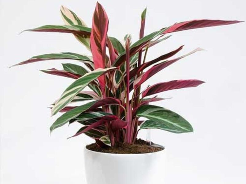 Stromanthe Triostar: The Color-Fading Drama Queen