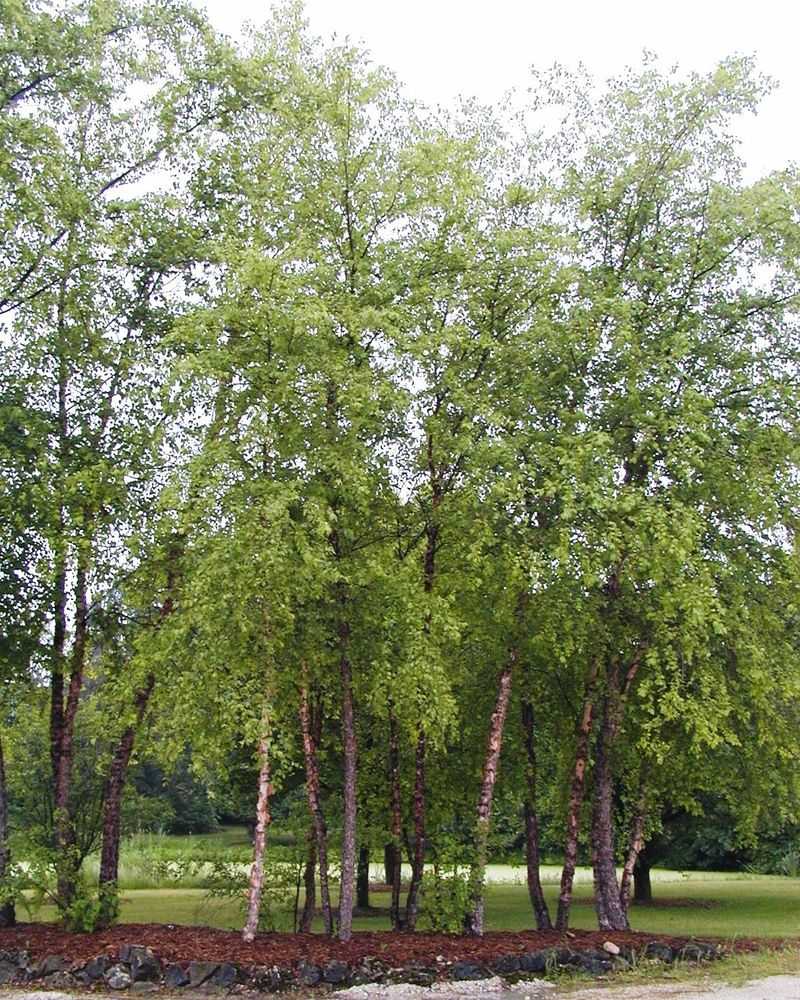 River Birch