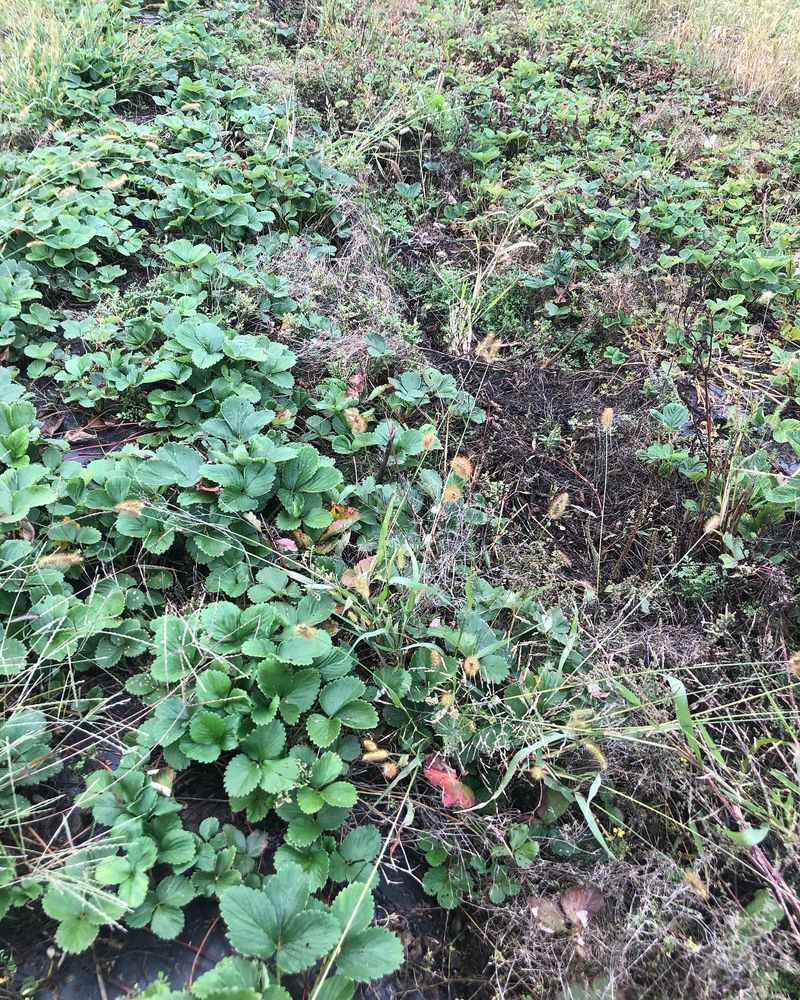 Fall Pruning Practices