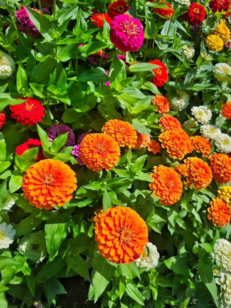 Stagger Plantings
