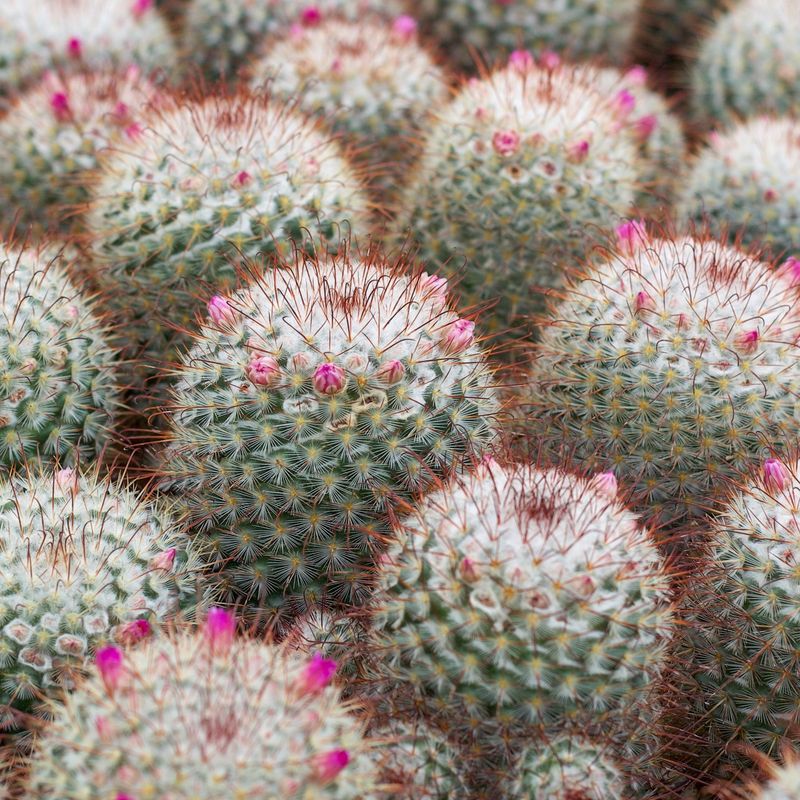 Pincushion Cactus