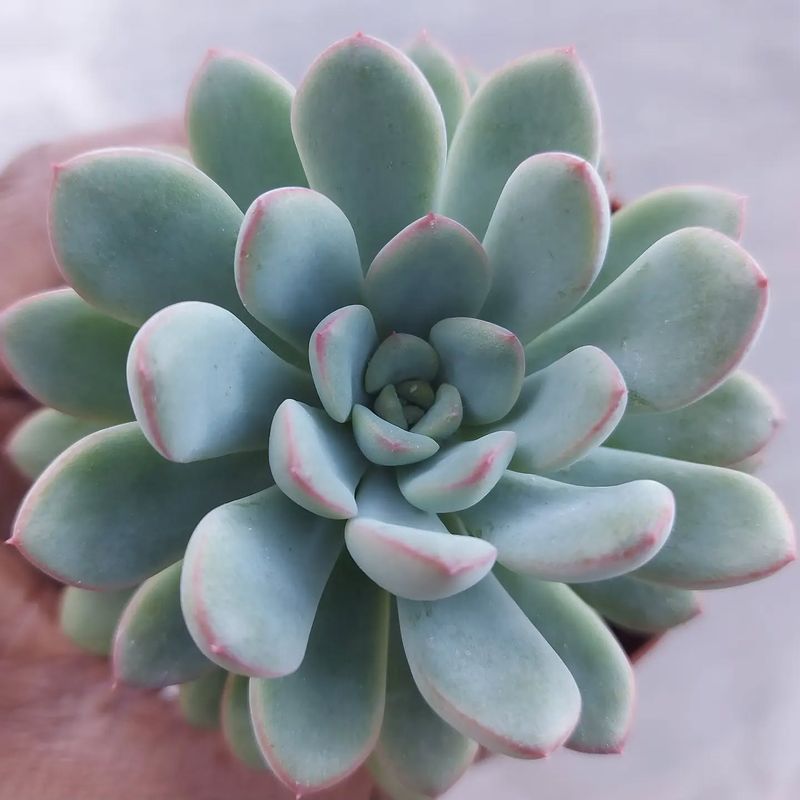 Echeveria